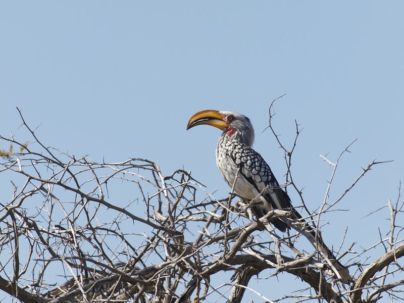 Etosha National Park, Hornbill